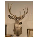 Deer Wall Mount