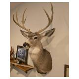 Deer Wall Mount