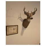 Deer Wall Mount and Deer Hunter Photo