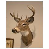 Deer Wall Mount and Deer Hunter Photo