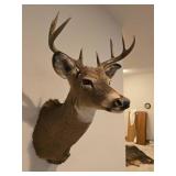 Deer Wall Mount and Deer Hunter Photo