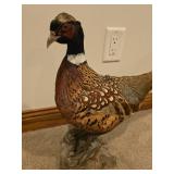 Full Body Ringneck Pheasant Mount