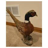 Full Body Ringneck Pheasant Mount