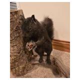 Black Squirrel Mount