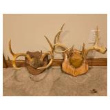 (2) Antler Mounts
