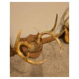 (2) Antler Mounts