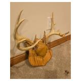 (2) Antler Mounts