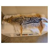 Coyote Pelt