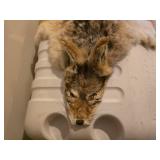 Coyote Pelt