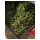 Large Artificial Christmas Tree in Bag