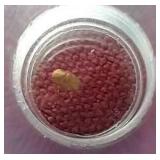 India Gold Bele "World