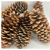 Decorative Bark Box with Leather Strap & Coulter Pine Cones