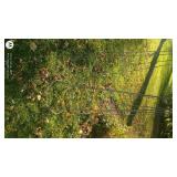 Set of 4 Metal Tomato Cages for Garden Support