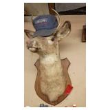 Vintage Deer Shoulder Mount Taxidermy on Plaque with Alumacraft Cap