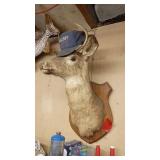 Vintage Deer Shoulder Mount Taxidermy on Plaque with Alumacraft Cap