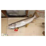 Large Taxidermy Northern Pike Wall Mount