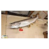 Large Taxidermy Northern Pike Wall Mount