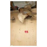 Mounted Pheasant Taxidermy Wall Display