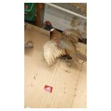 Mounted Pheasant Taxidermy Wall Display