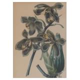 LR - "Houllletia Brocklehurstiana" Print by  S. Holden