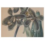 LR - "Houllletia Brocklehurstiana" Print by  S. Holden