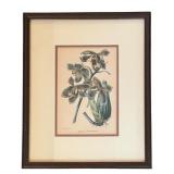 LR - "Houllletia Brocklehurstiana" Print by  S. Holden