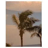 ML - Framed Coastal Palm Photograph