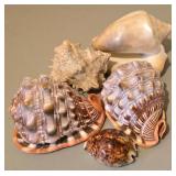 LL - Collection of 5 Natural Seashells, Largest 5.5 Inches