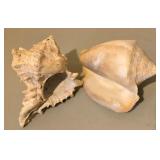 LL - Collection of 5 Natural Seashells, Largest 5.5 Inches