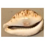 LL - Collection of 5 Natural Seashells, Largest 5.5 Inches