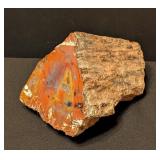 ML - Petrified Wood Specimen with Polished Face, 6 Inches