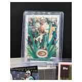 (12) Assorted Dolphin