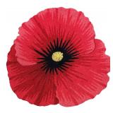 Brilliance Poppy Rug