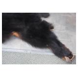 Minnesota Black Bear Rug with Front Claws