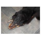 Minnesota Black Bear Rug with Front Claws