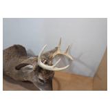 Buck Shoulder Mount