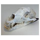Complete and Tagged Bear Skull