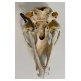 Complete and Tagged Bear Skull