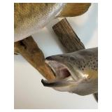 Taxidermy Mounted Trout and Bass