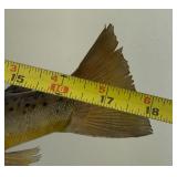 Taxidermy Mounted Trout and Bass