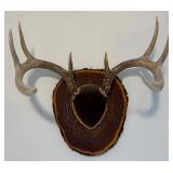 Antler Mount 1