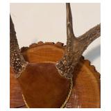 Antler Mount 2