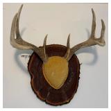Antler mount 3