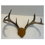 Antler Mount 4