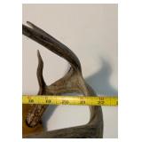 Antler Mount 4