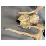 Lot of Animal Shed and Skull Cap