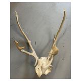 Lot of Animal Shed and Skull Cap