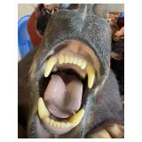 BEAUTIFUL!  5 1/2 foot Taxidermy Black Bear Rug