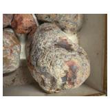 LARGE AND UNSEARCHED Raw Agate and Geode / Nodule lot 2