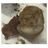 LARGE AND UNSEARCHED Raw Agate and Geode / Nodule lot 3